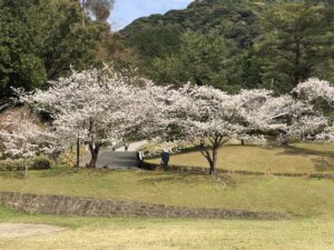 ☆お花見に行ってきました☆